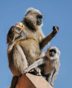 Low angle view of monkey sitting against clear blue sky