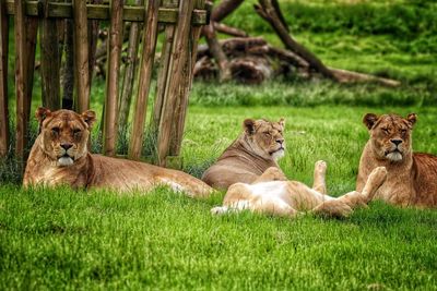 Tiger lying on grass