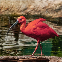 Close-up of a duck in lake