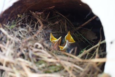 High angle view of bird in nest
