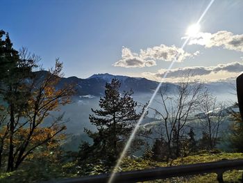 Sunlight streaming through trees against sky