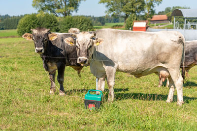 Cows on field