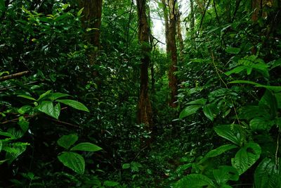 Low angle view of trees in forest