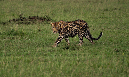 Leopard hunting on the mara