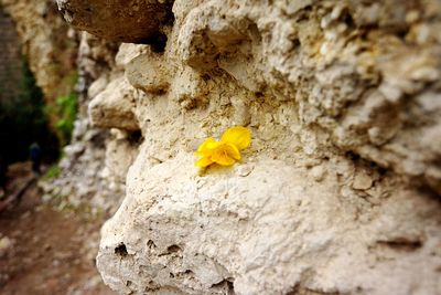 Close-up of flower on rock