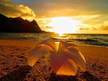 Close-up of flower on beach against sky during sunset