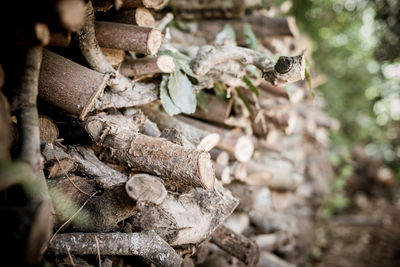 Close-up of stack of firewood