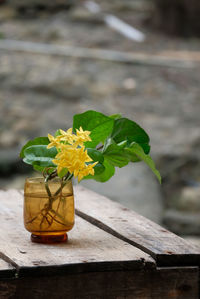 Close-up of yellow flower pot on table