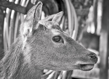 Close-up of an animal