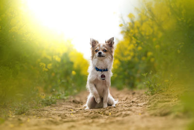 Dog running on field