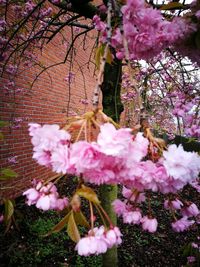 Close-up of pink flowers on branch