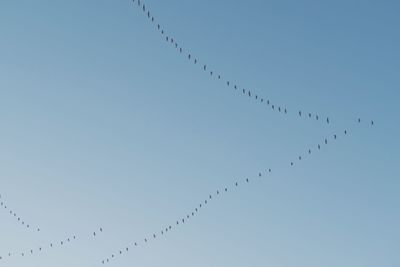 Low angle view of birds flying in sky