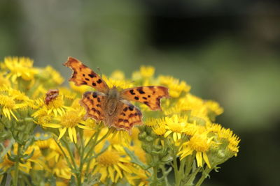 Close-up of butterfly pollinating on yellow flower