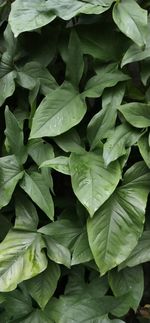 Full frame shot of leaves