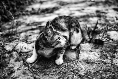 Dog relaxing on grass