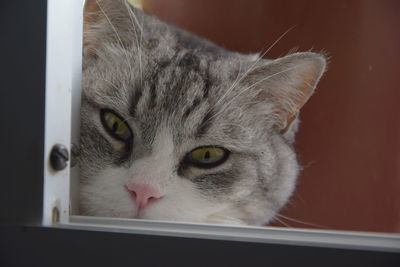 Close-up portrait of a cat