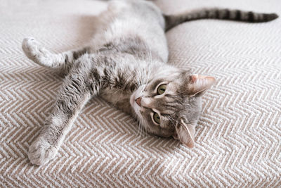 cat