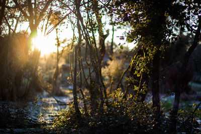 Sunset sunbeam illuminates the forest