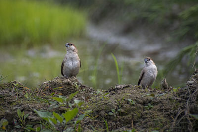 Birds perching on a land