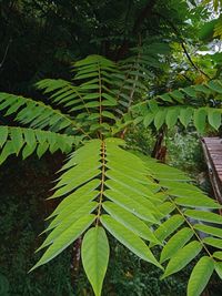 Close-up of green leaves
