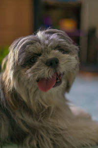 Close-up of dog sticking out tongue