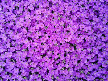 Full frame shot of purple flowers