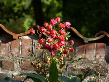 Close-up of red flowers on tree