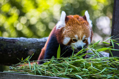 Red panda eating bamboo