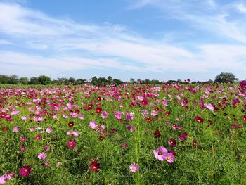 Pink flowering plants on field against sky