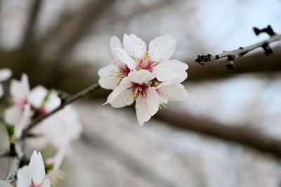 Close-up of white cherry blossoms in spring