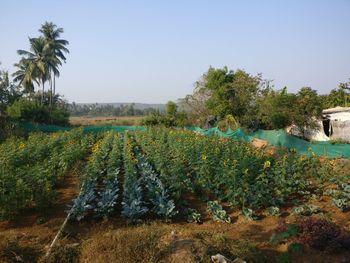 Scenic view of field against clear sky