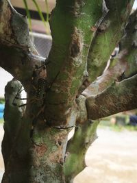 Close-up of moss on tree trunk