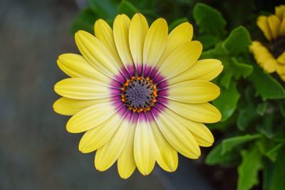 Close-up of yellow flower