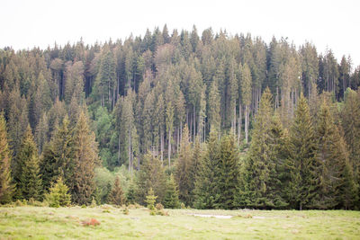 Pine trees in forest against sky