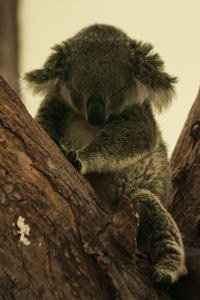 Close-up of a cat sleeping on tree trunk