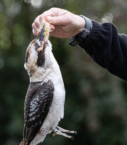 Midsection of person holding bird