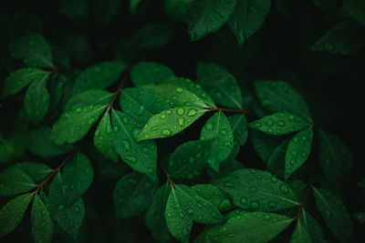 Close-up of wet leaves