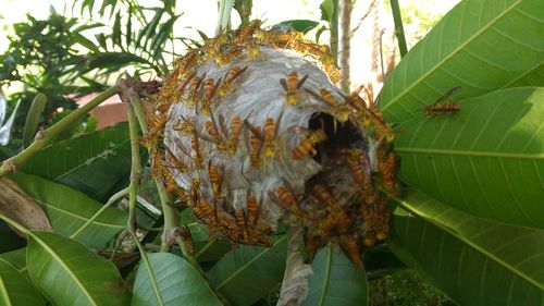 Close-up of bee on plant