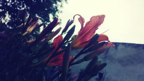 Close-up of red flowers