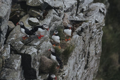 High angle view of birds on rock