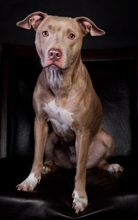 Portrait of pit bull mix dog sitting on a couch