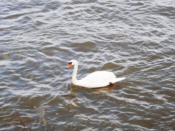 High angle view of swan swimming in lake