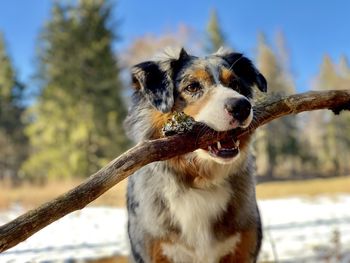 Close-up of dog looking away