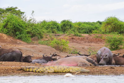 Safari animals at lakeshore against clear sky