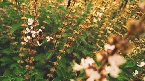 Close-up of flowering plant on field