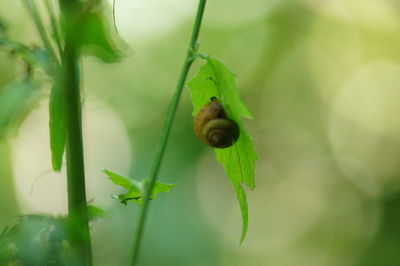 Close-up of snail on leaf