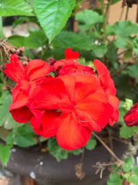 Close-up of red flowers blooming outdoors