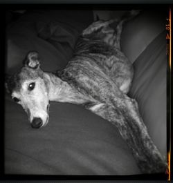 Portrait of dog lying on sofa