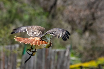 Hawk flying with dead snake