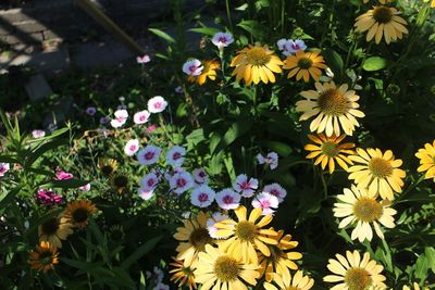 High angle view of purple flowering plants